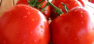 Description of the tomato variety Aphrodite, its yield and characteristics