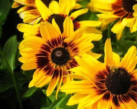 Planten en verzorgen van sierzonnebloemen in het open veld, groeiend uit zaden