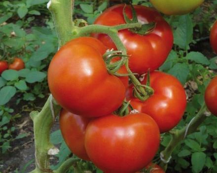 Beschreibung der Berberana-Tomatensorte, Eigenschaften und Ertrag