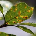 How to deal with rust on apple leaves, how to treat and what to do