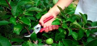 How to prune dwarf apple trees: basic formation methods in spring, summer and autumn