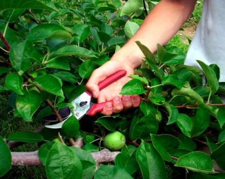 Comment tailler les pommiers nains: méthodes de formation de base au printemps, en été et en automne