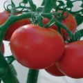 Description de la variété de tomate Michelle F1 et de ses caractéristiques