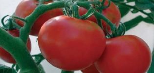 Description of the tomato variety Michelle f1 and its characteristics