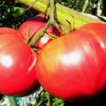 Ciri-ciri dan keterangan pelbagai jenis tomato Giant merah, hasilnya