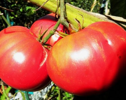 Egenskaber og beskrivelse af tomatsorten Kæmpe rød, dens udbytte