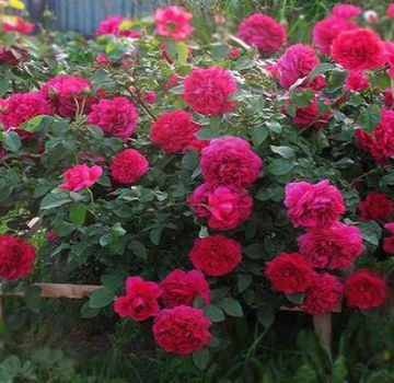 Descriptions et caractéristiques des meilleures nouvelles variétés de roses pour 2020