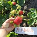 Description and characteristics of strawberries of the Alba variety, reproduction and cultivation