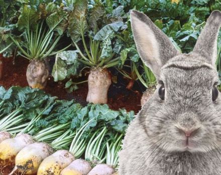 Is it possible and how to properly give rabbits sugar beets, harvesting methods