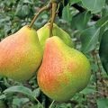 Description and characteristics of pear varieties Memory Yakovlev, planting and care