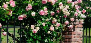 Features of planting and caring for climbing roses in the Urals in the open field