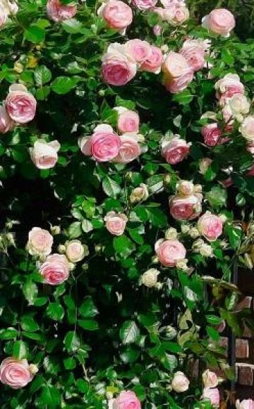 Características de plantar y cuidar rosas trepadoras en los Urales en campo abierto.