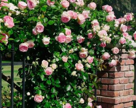 Características de plantar e cuidar das rosas trepadeiras nos Urais em campo aberto