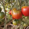 Ciri-ciri dan perihalan varieti tomato Cosmonaut Volkov, hasilnya