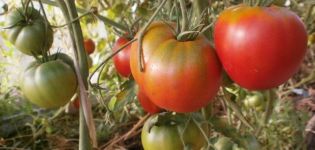 Ciri-ciri dan perihalan varieti tomato Cosmonaut Volkov, hasilnya