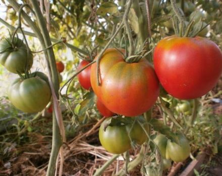 Caractéristiques et description de la variété de tomate Cosmonaut Volkov, son rendement