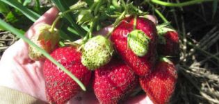 Description and characteristics of Bereginya strawberries, planting and care