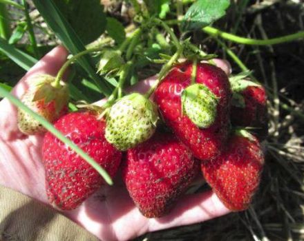 Description et caractéristiques des fraises Bereginya, plantation et entretien