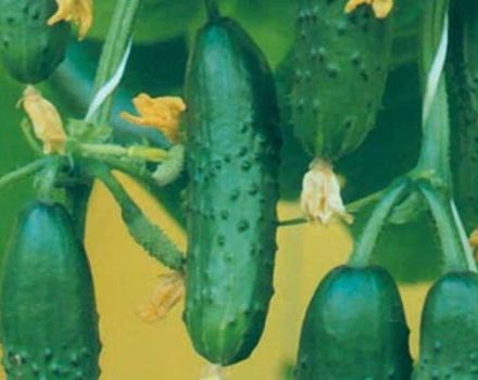 Characteristics and description of the variety of cucumbers Real Colonel