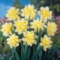 Description and characteristics of daffodils Irene Copeland, planting and care scheme