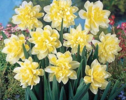 Description and characteristics of daffodils Irene Copeland, planting scheme and care