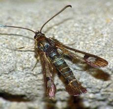 Hatékony intézkedések a ribizliüveg elleni küzdelemhez, mint a feldolgozáshoz