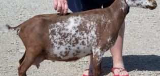 Names and types of colors of speckled goats, which affects the color of animal hair