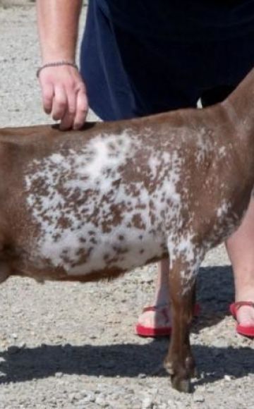 Nomes e tipos de cores de cabras pintadas, o que afeta a cor dos pêlos dos animais