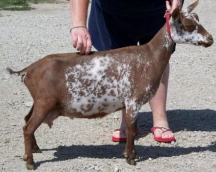 Names and types of colors of speckled goats, which affects the color of animal hair