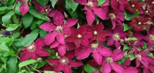 Clematis-lajikkeiden kuvaus ja viljely Ernest Markham, karsimisryhmä