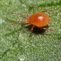 How to get rid of spider mites on cucumbers, the main control measures