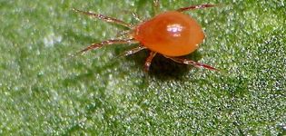 How to get rid of spider mites on cucumbers, the main control measures