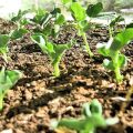 Cómo cultivar y cuidar los guisantes utilizando tecnología moderna.