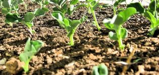 How to grow and care for peas using modern technology