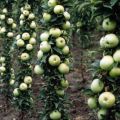 Description et caractéristiques de la variété de pomme en colonne Malukha, plantation et entretien