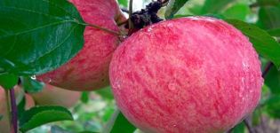 Description of the apple variety Baltika, growing regions and disease resistance