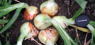 Description, cultivation and care of the hybrid onion Candy onion