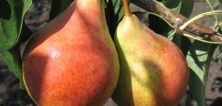 Description and characteristics of pear varieties Duchess (Williams), cultivation and care