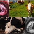 Symptoms and biology of the development of thelaziosis in cattle, treatment and prevention