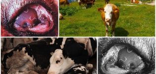 Symptoms and biology of the development of thelaziosis in cattle, treatment and prevention