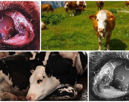 Symptoms and biology of the development of thelaziosis in cattle, treatment and prevention