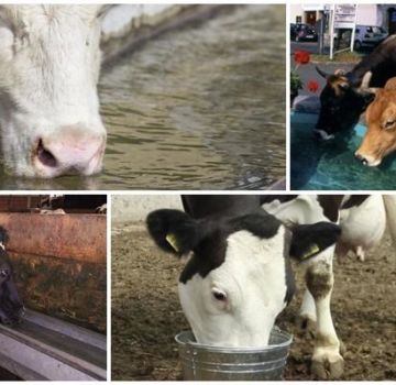 Combien d'eau une vache boit-elle normalement par jour et le rôle de liquide, est-il possible de refroidir