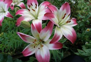 Description of the best varieties of lilies, planting and care in the open field and what to feed