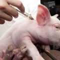 How to inject a pig on your own and what is needed, possible mistakes