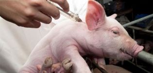 Comment injecter un porc seul et ce qui est nécessaire, erreurs possibles