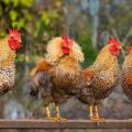 Descriptions of the 45 best chicken breeds for home breeding, which are and how to choose