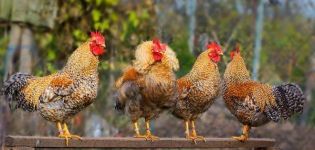 Descriptions des 45 meilleures races de poulets pour l'élevage à domicile, qui sont et comment choisir