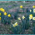 When to transplant daffodils to another location, in spring or fall