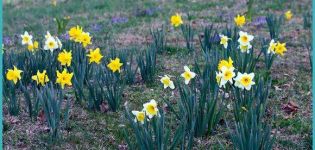 Wanneer narcissen naar een andere locatie moeten worden getransplanteerd, in de lente of herfst