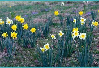 When to transplant daffodils to another location, in spring or fall